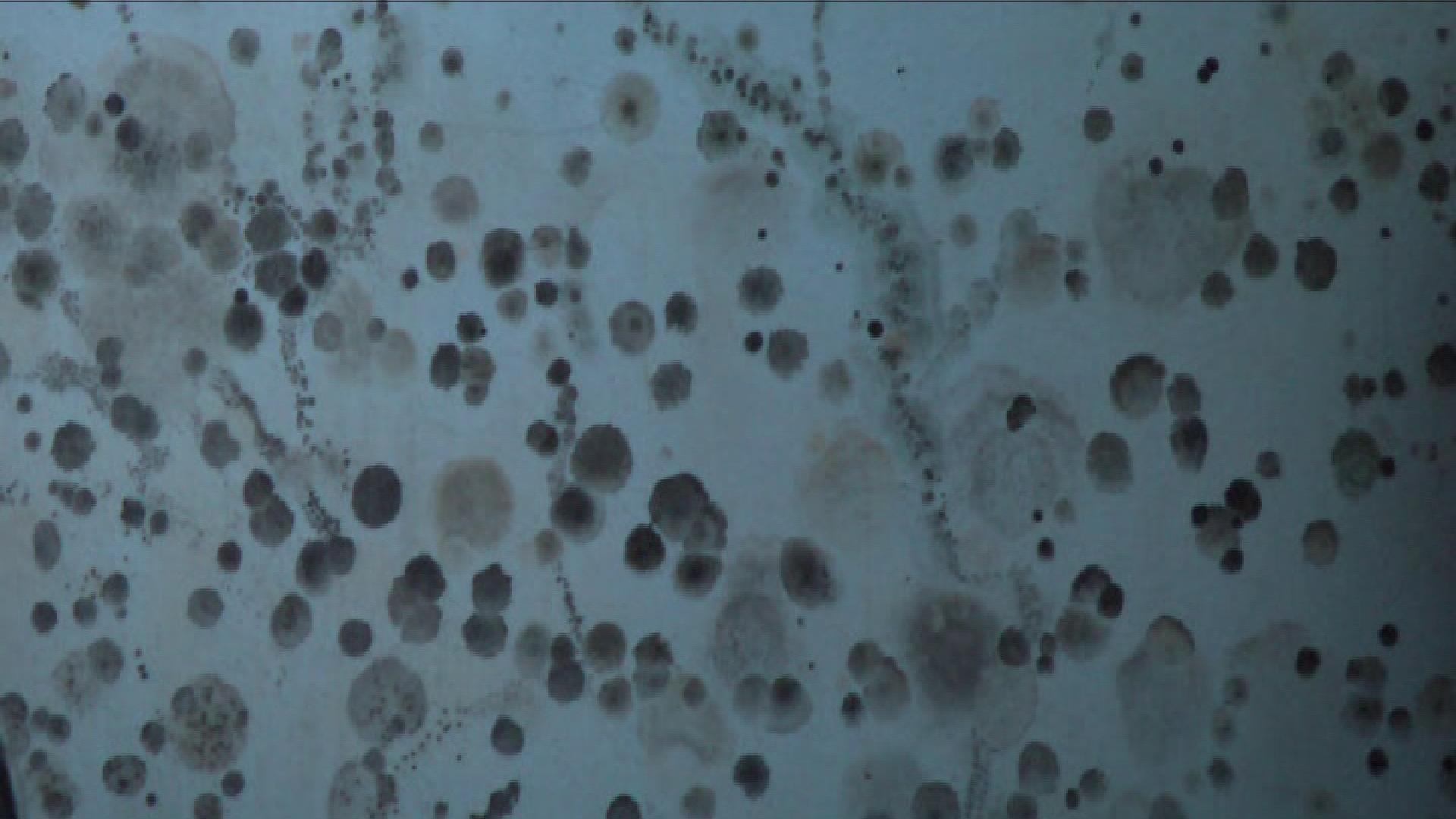 Figure 4:  Mold caused by too much water vapor trapped within a building.  Credit:  http://media.kmvt.com/images/MOLD1.jpg_BIM.jpg 